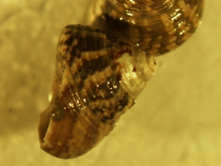 Identificazione gibbula